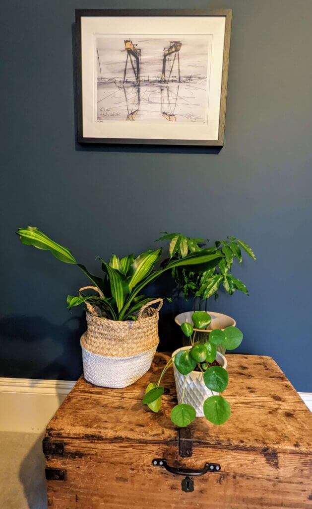 How to make the most impact with house plants - groups