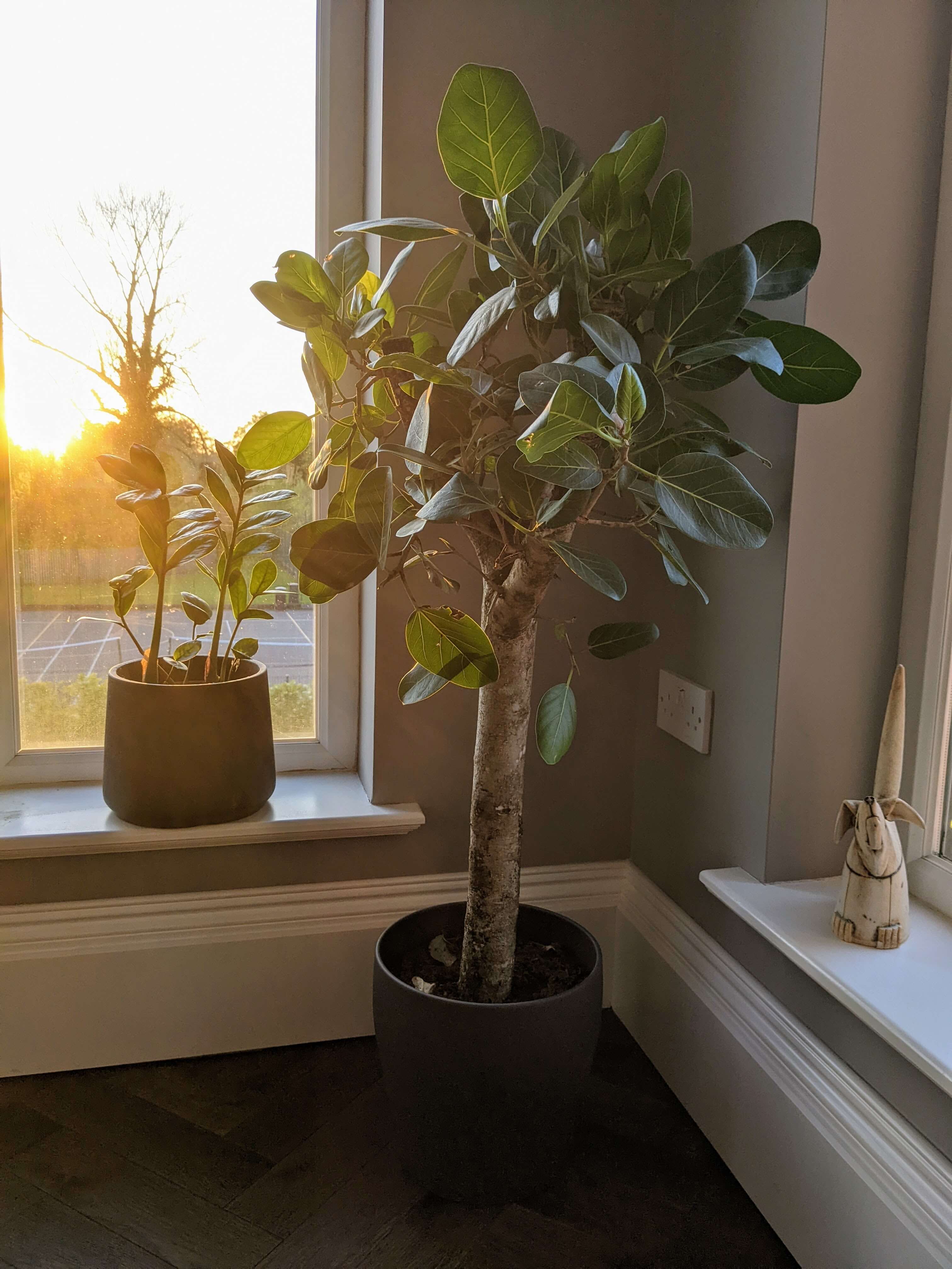 Fiddle Fig by the window