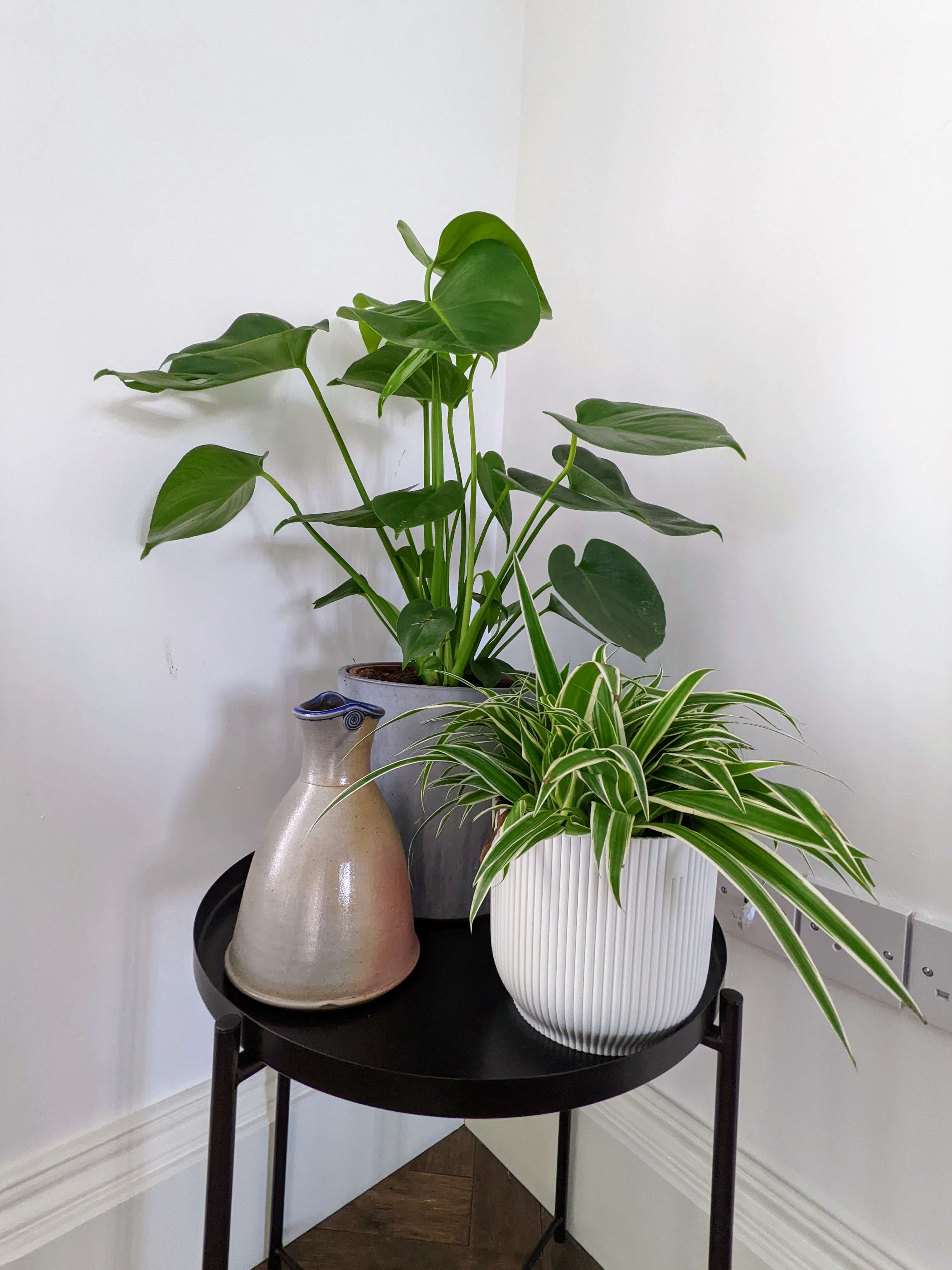 How to make the most impact with house plants -groups